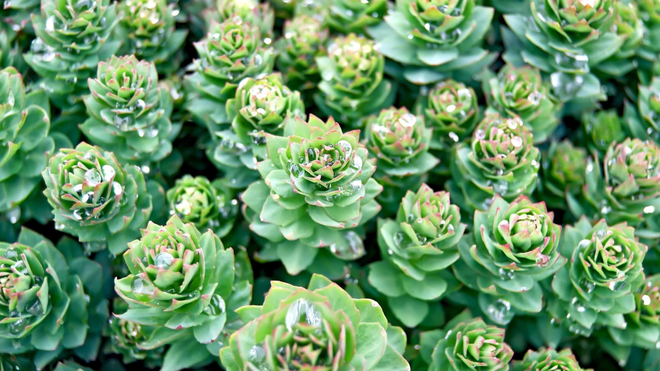 Unlock The Power of Rhodiola rosea